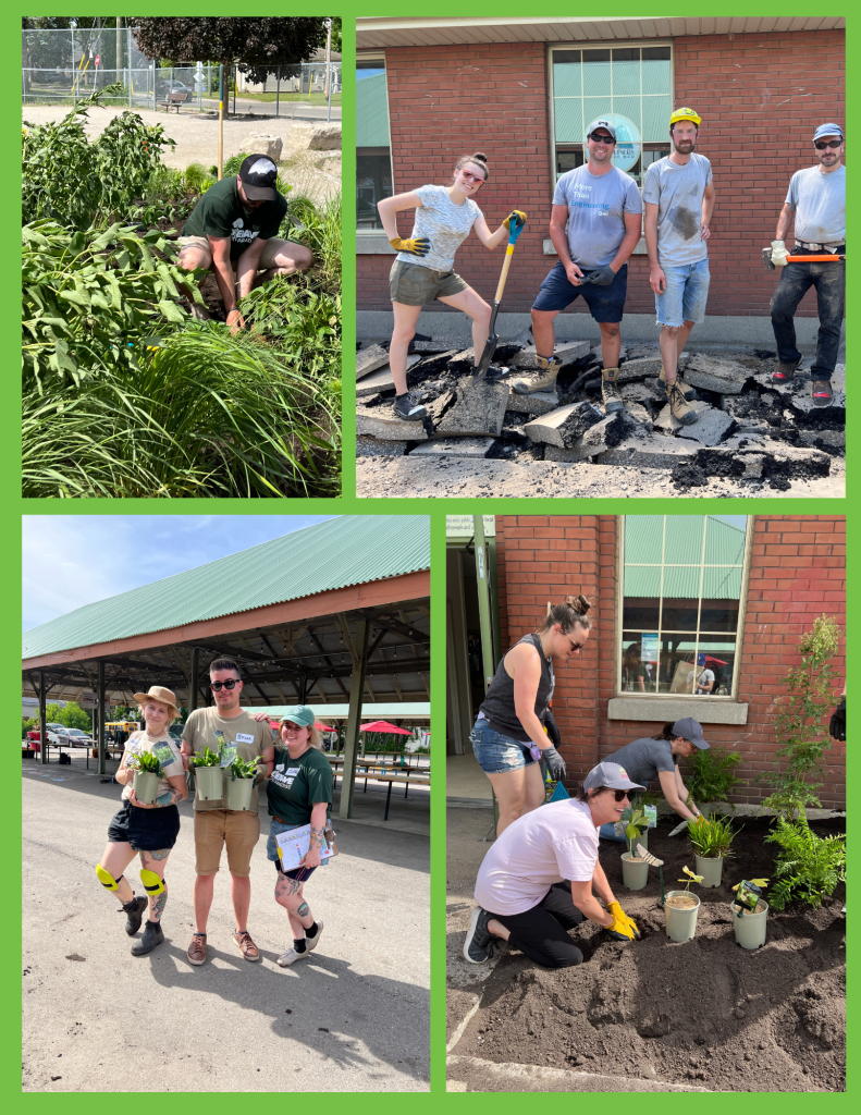 Four pictures of volunteers and staff planting, posing with plants and ripping up the pavement.